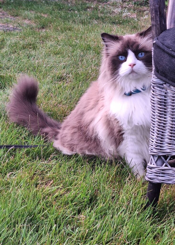 grumpy bag stol