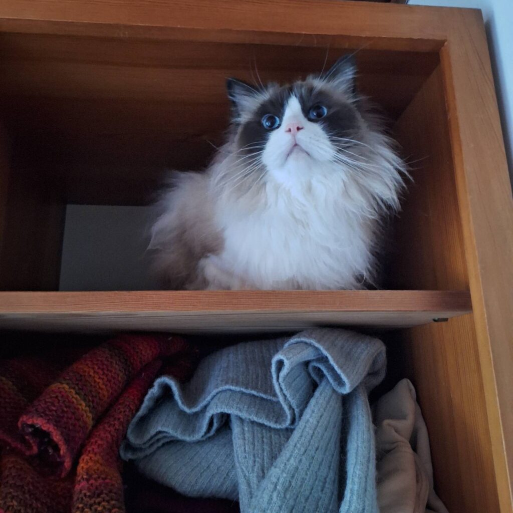 grumpy på hylde