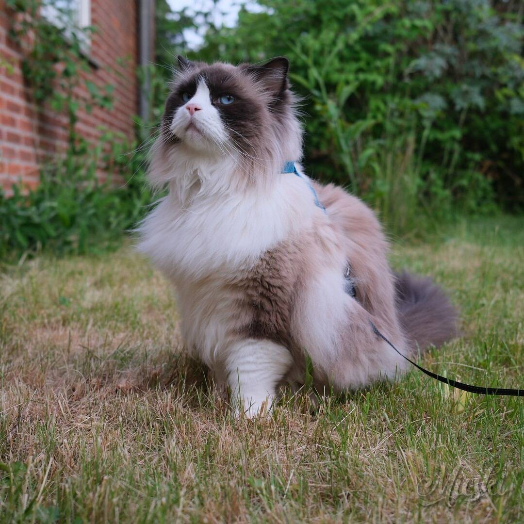 grumpy pose 2
