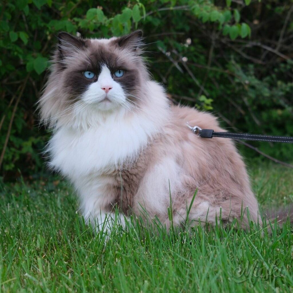 grumpy pose 3