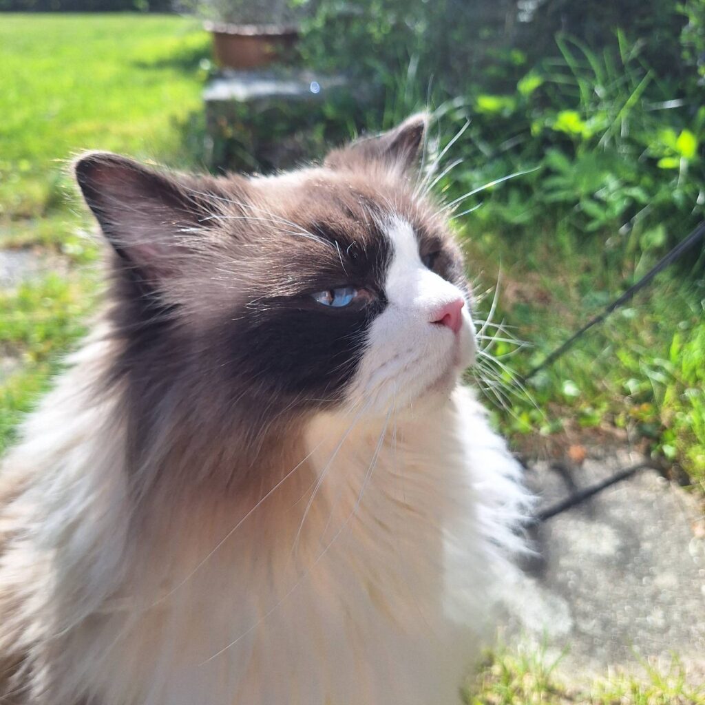 grumpy potræt