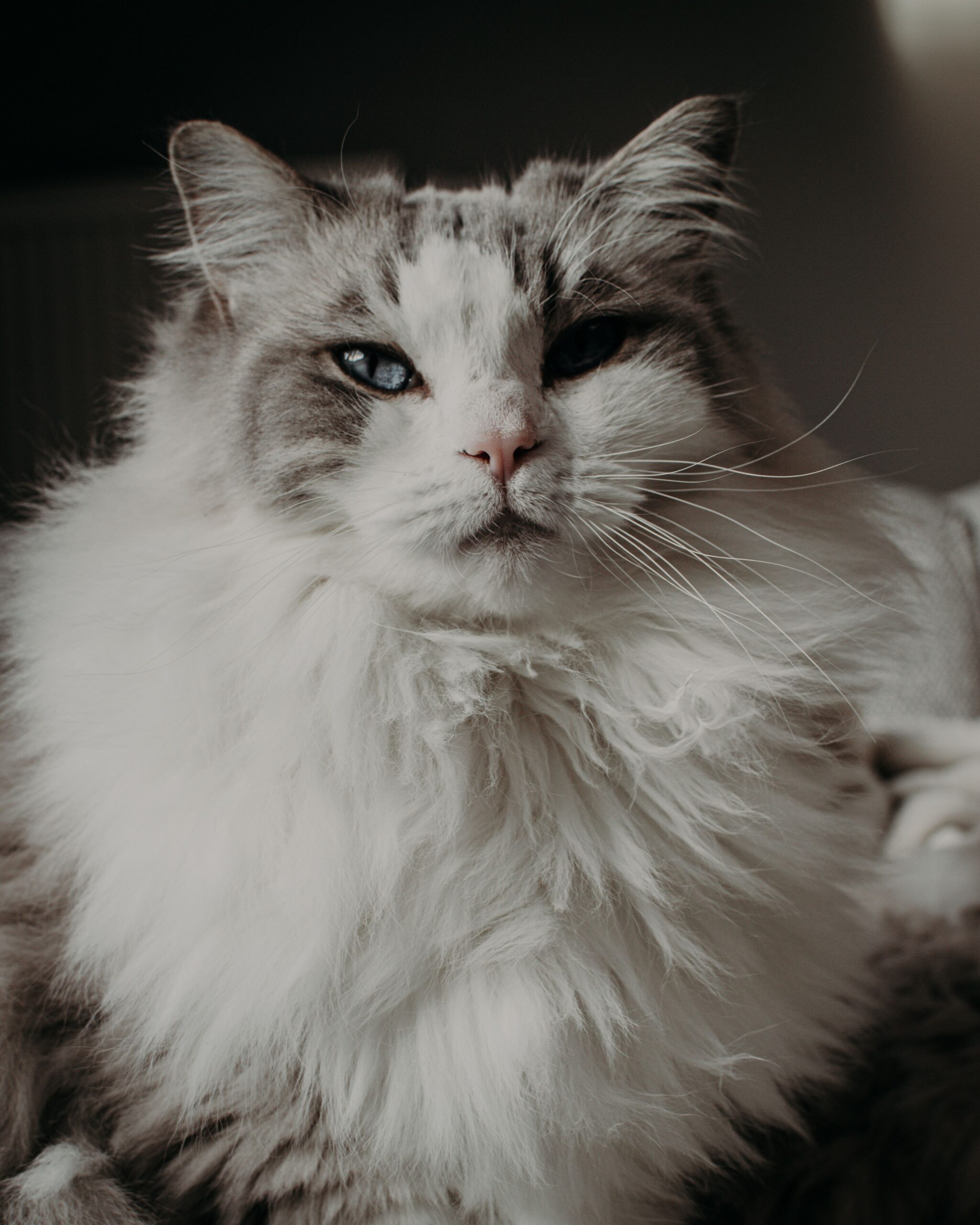 the grump